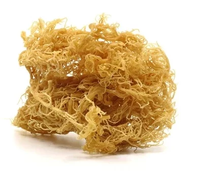 Picture of Sea Moss